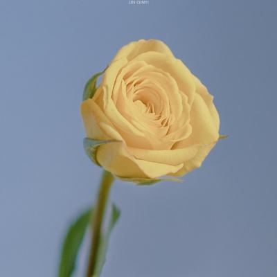 恋爱的季节游戏